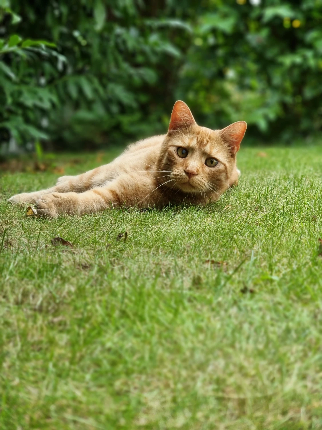 katze von katzen glück